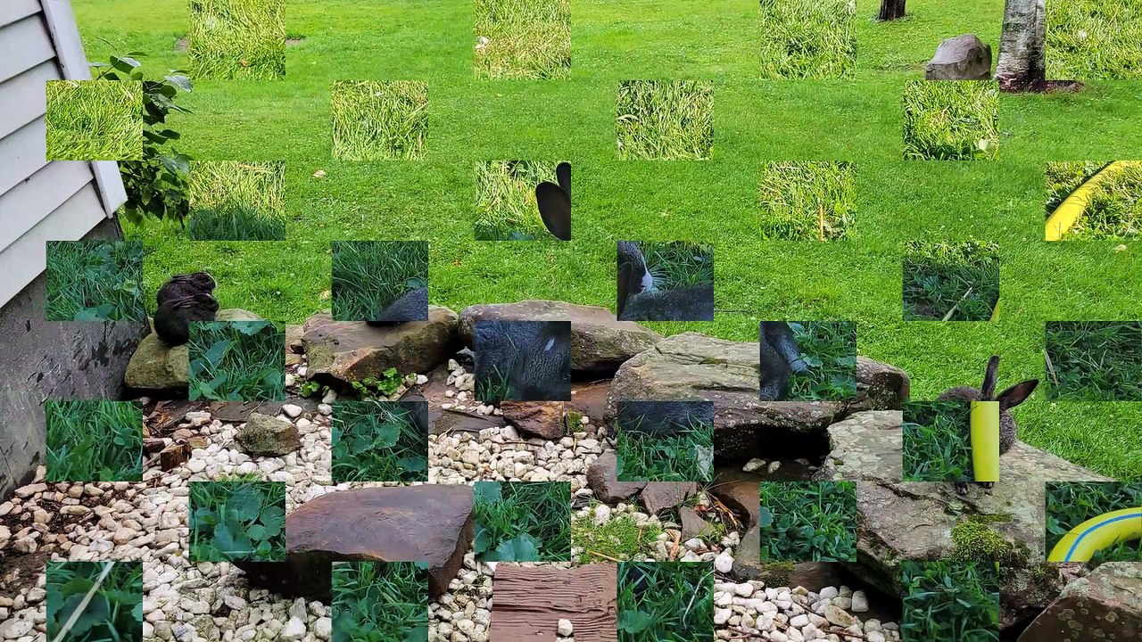 One bunny, two bunny, three bunny, four! | #SparklegleamFarm #Bunny #Chicken #homestead #rabbit #farmanimals #cute