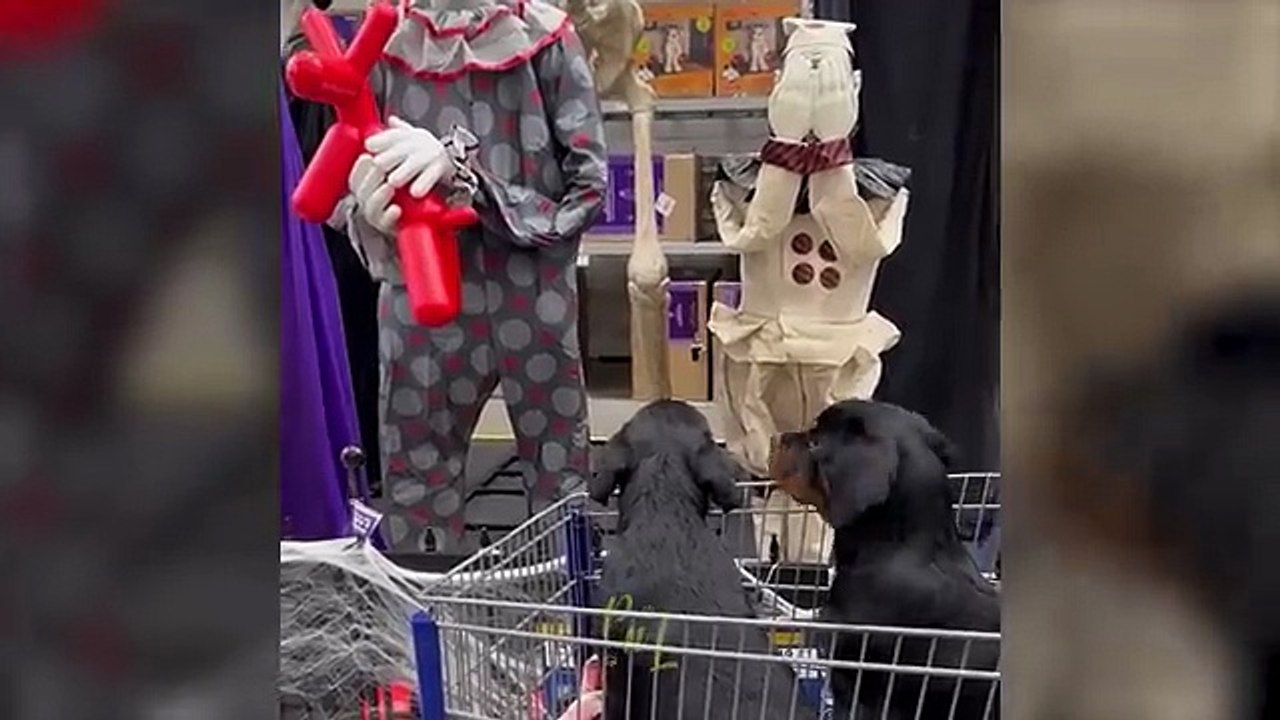 Funny Videos Part 33