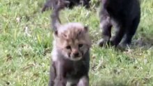 Chitas bebés nascem em San Diego