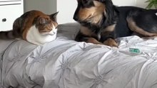 Animated Cat Cartoons