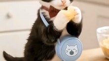 Animated Cat Cartoons