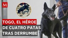 Togo, el perrito rescatista que ayudó tras el derrumbe en San Antonio Abad