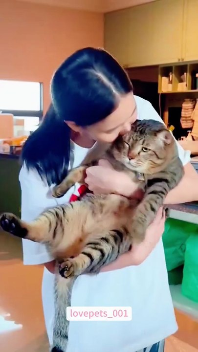 funny cats 5