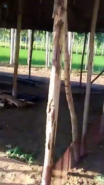 Poultry form Banane mein kitne Gole balle Lagte | low cost desi poultry farm | poultry farm business