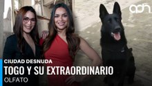 Togo, el perrito rescatista que ayudó en el derrumbe de San Antonio Abad I Ciudad Desnuda