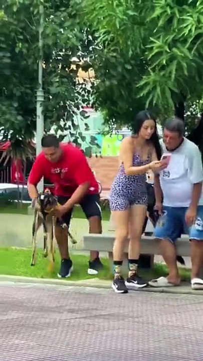 Dog funny video
