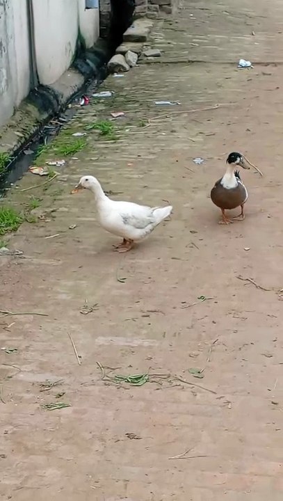 Walking,