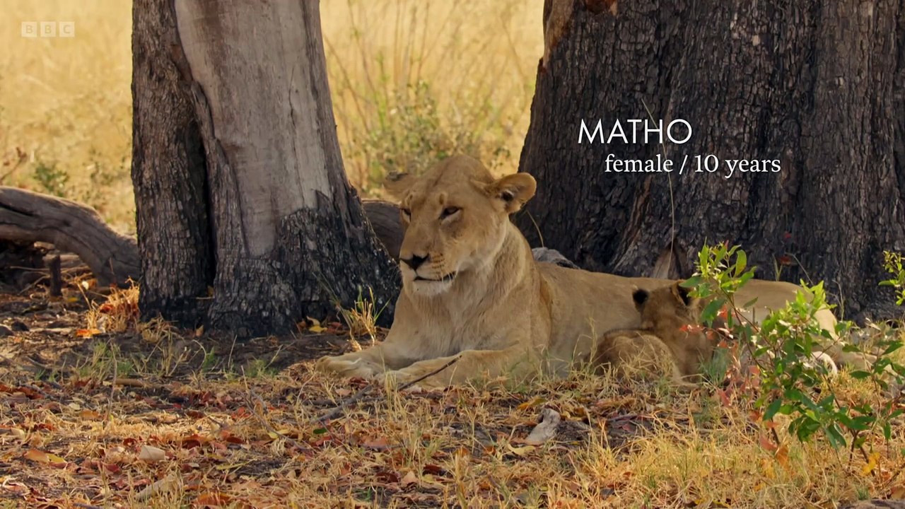 Big Cats 24/7 S1E5 | Baby Boom in the Delta & Mothers Fight to Protect Their Cubs