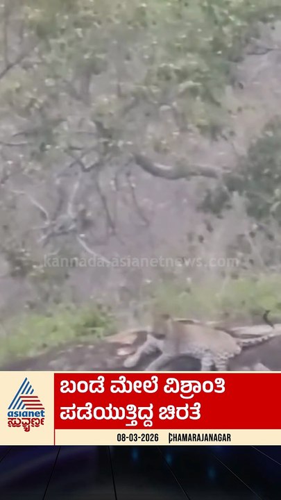 ಬಂಡೆ ಮೇಲೆ ವಿಶ್ರಾಂತಿ ಪಡೆಯುತ್ತಿದ್ದ ಚಿರತೆ | #shorts #leopard #kannadanews #suvarnanews