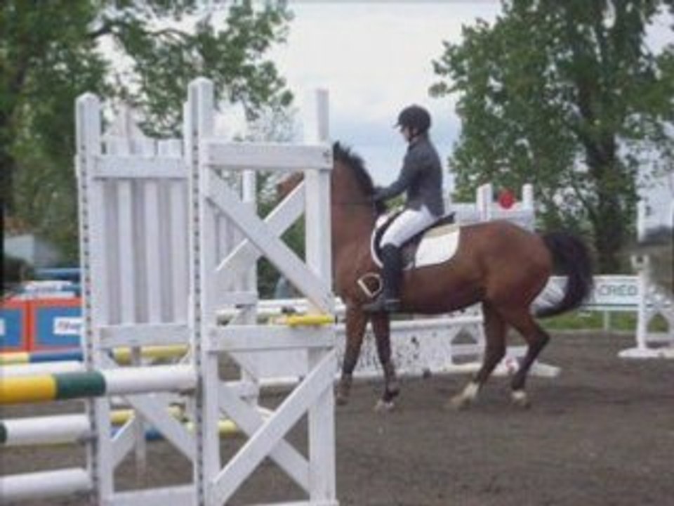 le cub des poneys d'aria