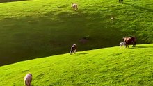 Serene Rolling Green Hills and Grazing Cows Nature Relaxation