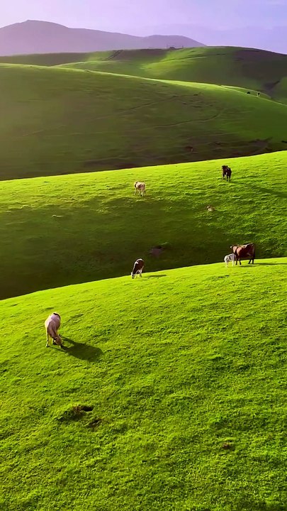 Serene Rolling Green Hills and Grazing Cows Nature Relaxation