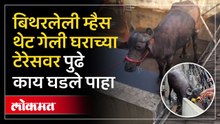 आठवडी बाजारातून बिथरलेली म्हैस पोहोचली घराच्या टेरेसवर, बाजापेठेत उडाली एकच धांदल..