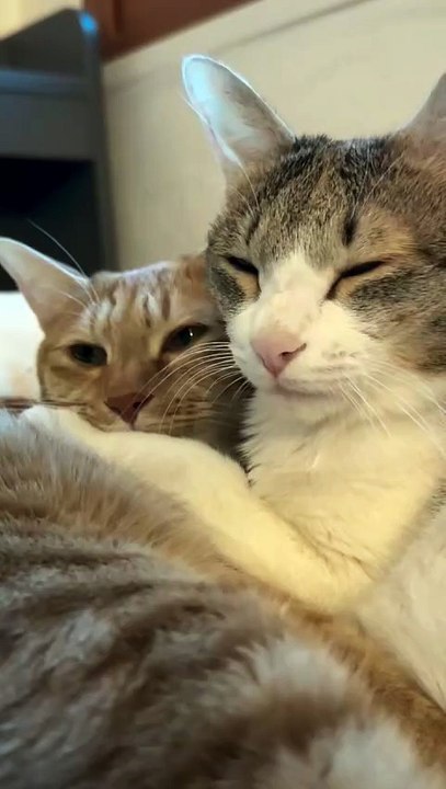 Two Cats Sitting Together Happily.” 🐾😺😺