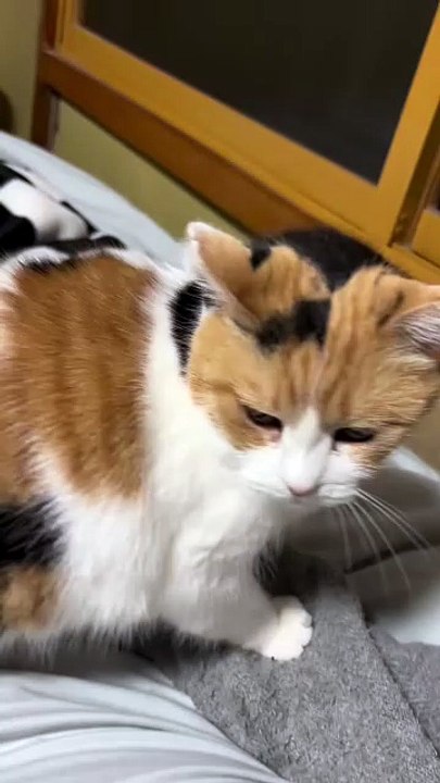 A Cute Kitten Sitting Beside Me and Meowing Happily.” 🐾😺