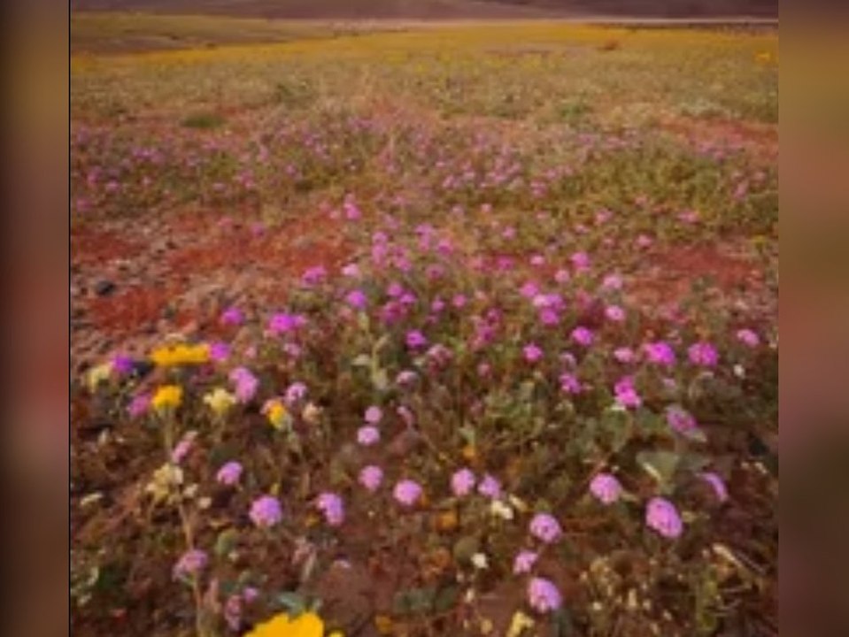 Death Valley verwandelt sich in Blumenmeer