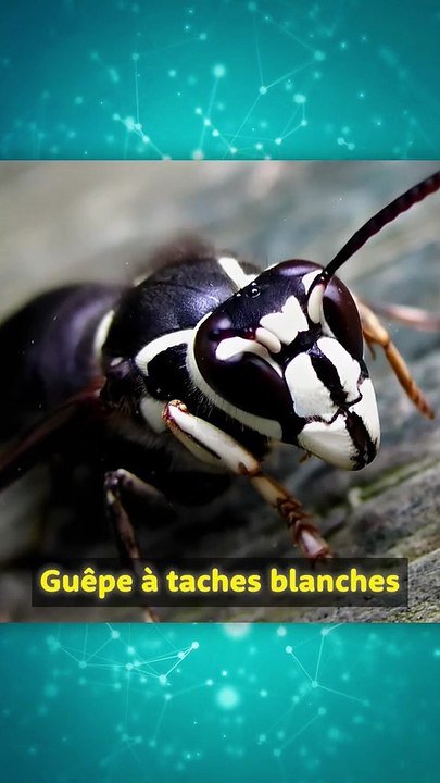 Aujourd’hui, j’ouvre un nid de frelons chauves !