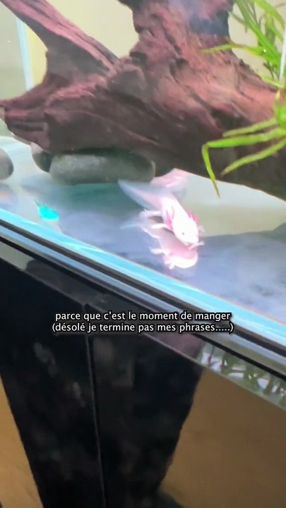 Comment je nourris mes bébés axolotls ?