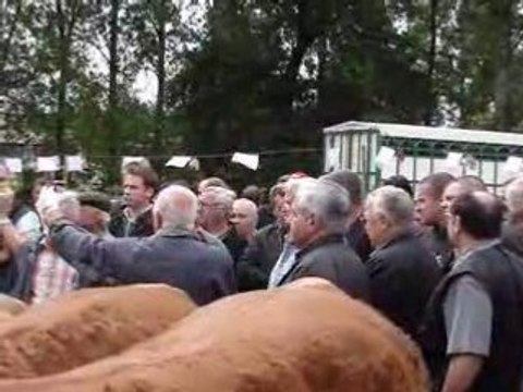 Ces vaches aux en enchères