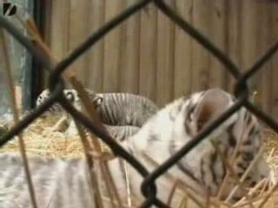 Rare White Tiger Cubs