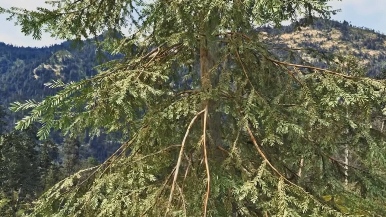 Riesige pathtracing-wälder in the witcher 4: nvidia zeigt neue grafik-demo