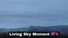Starlings move like they practiced for lifetimes before finally owning the sky