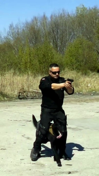 GERMAN SHEPHERD MAFIA POLICE TRAINING 🐩🐩🐩🐩🐩GSD MAFIA