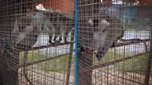 Özel havuzda ele geçirilen 3 örümcek maymunu koruma altına alındı