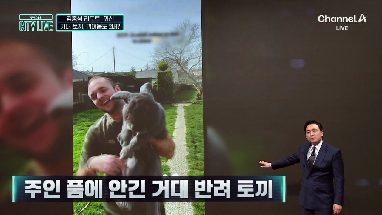 [김종석의 리포트]주인 품에 안긴 거대 반려 토끼