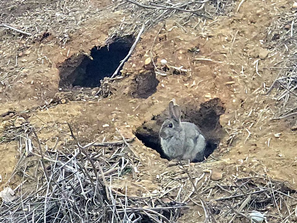 Lapins de Garenne à Mauguio