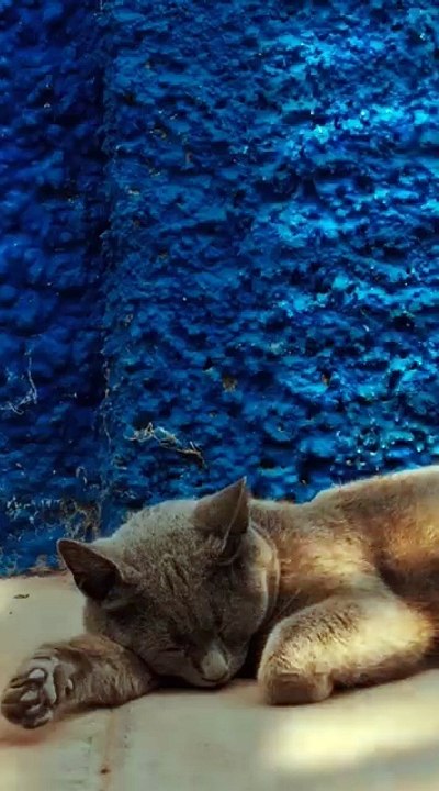 Le Jardin des Sommeils Au Bord du Rêve