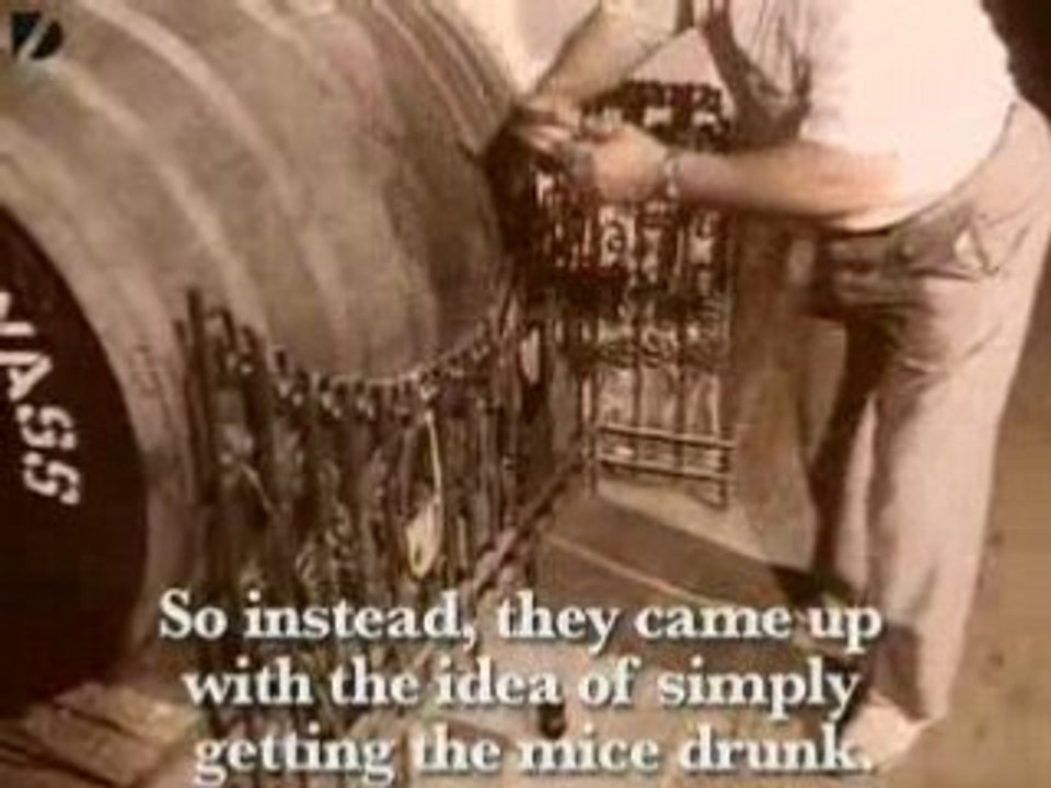 Drunk Mice