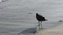 Seagull Walking on Beach
