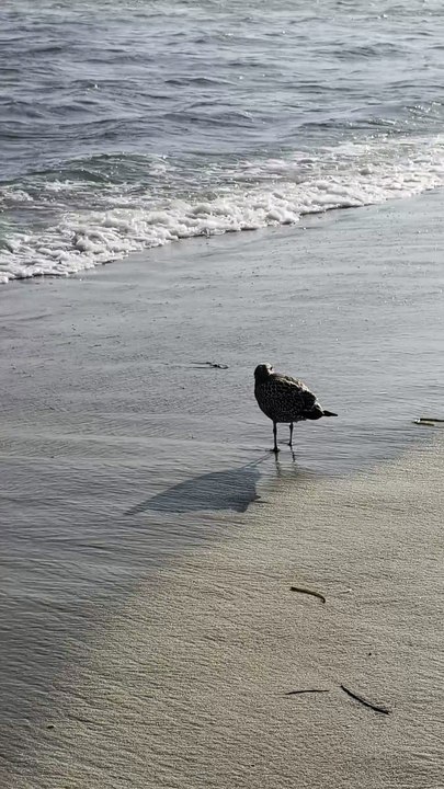 Seagull Walking on Beach