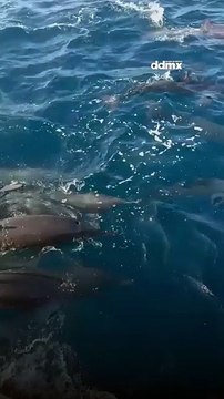 Un espectacular momento fue captado en las playas de Zicatela, Puerto Escondido