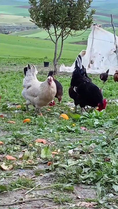 Baby Hen Chicks Playing 🐥 | So Cute!