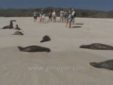 Galapagos Islands travel: Sea Lions on their beach.
