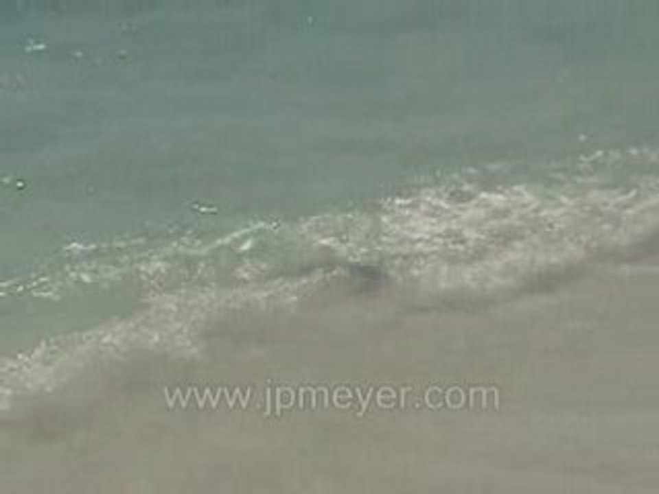 Galapagos Islands travel: A Ray, right off the shore.