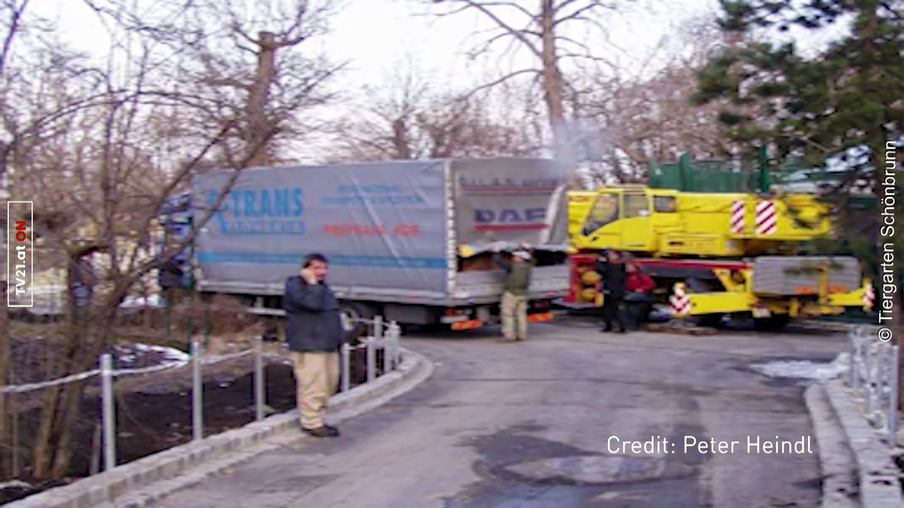 20 Jahre Nashorn-Botschafter  Schönbrunn feiert bewegendes Jubiläum