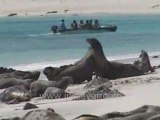 Galapagos Islands travel: Sea lions arm wrestling