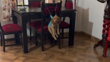 Dog remains perfectly calm while attached to dining chairs during house cleaning