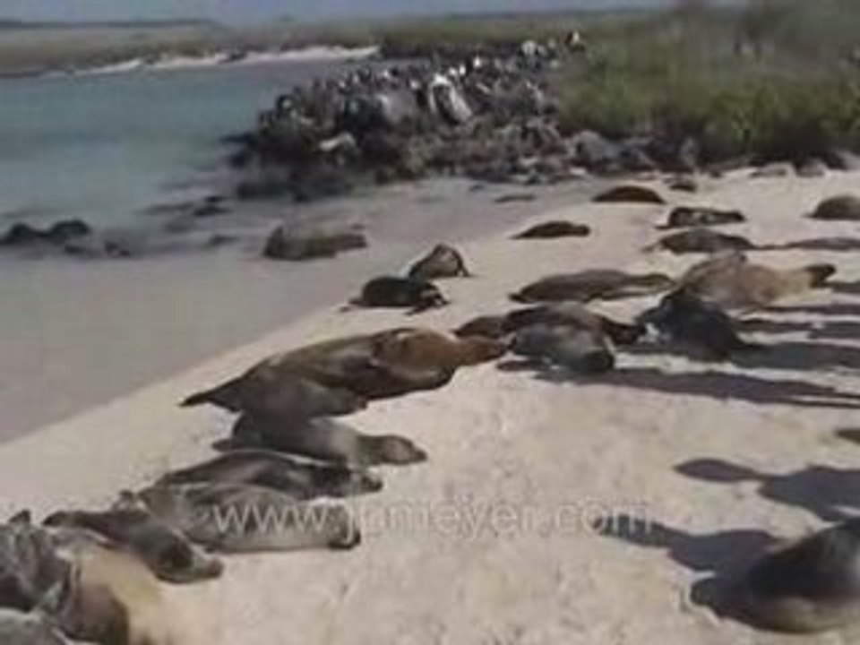 Galapagos Islands travel: Sea lion colony