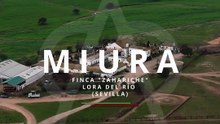 BENÉFICA TOLEDO - MIURA