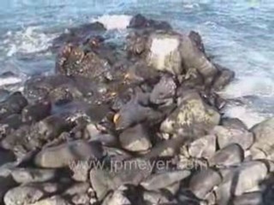 Galapagos Islands travel: Red billed birds and other cool