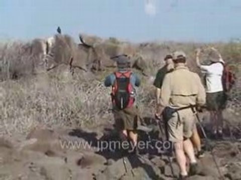 Galapagos Islands travel: Lava path, Galapagos Hawk