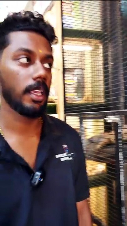 ആഫ്രിക്കൻ ലവ് ബേർഡ്സ് പീച്ച് ജോഡികൾ | African Love Birds Pairs