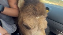 Camel Intrudes Car Window Seeking a Snack