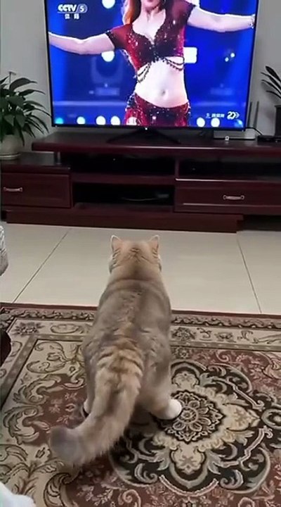Cat Dance Funny