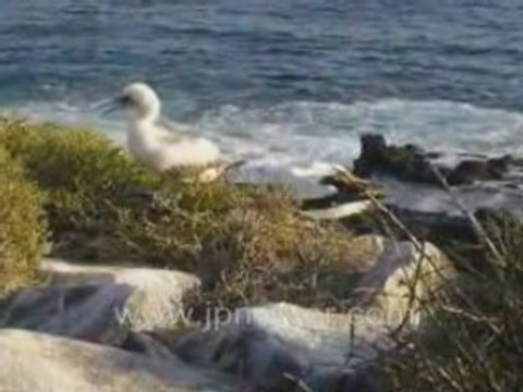 Galapagos Islands travel: Kathy's slideshow of Espanola