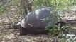 Galapagos Islands travel: Giant Tortoise video